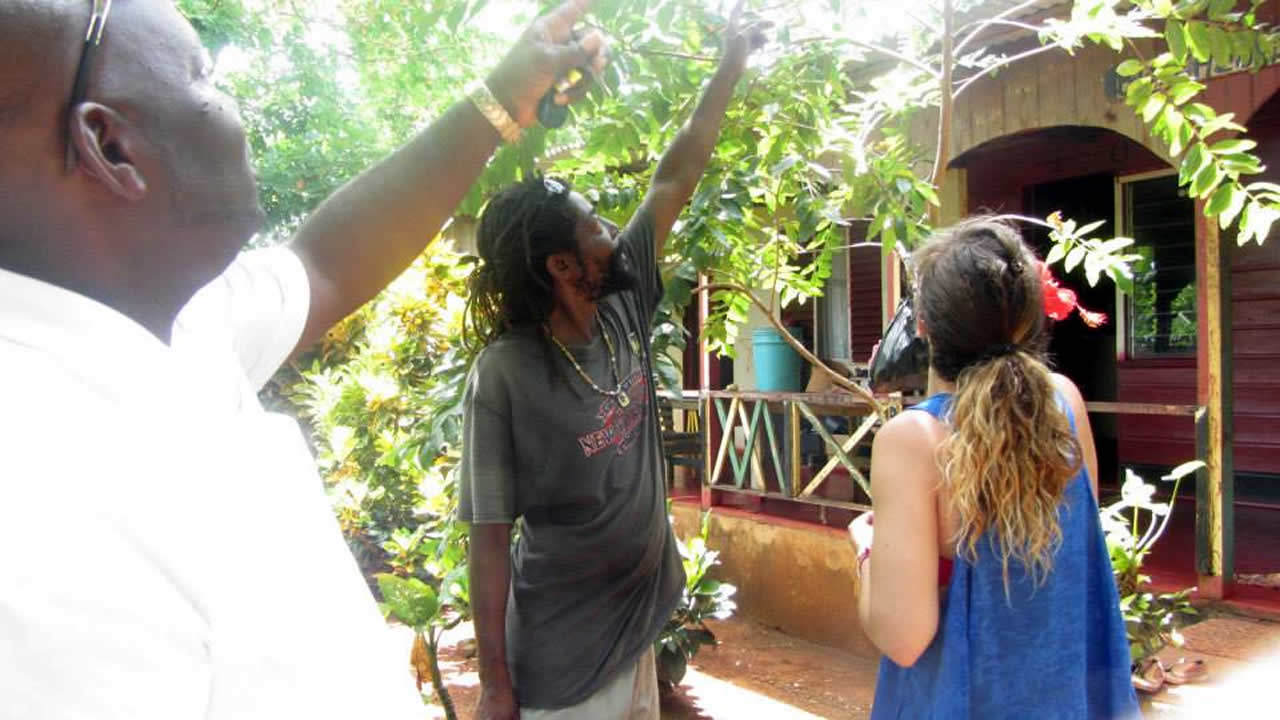 AJ's Islandwide Tours Jamaica