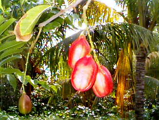 Ackee at Catcha Falling Star in Negril, Jamaica