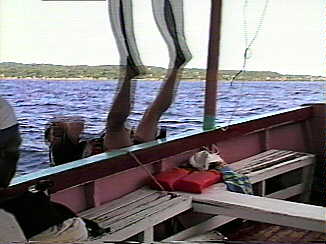 Dolphin Diving in Negril Jamaica