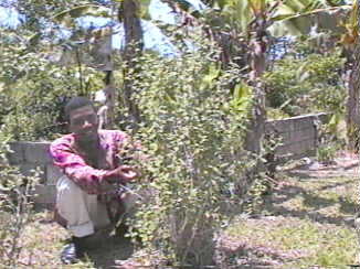 Delroy at Harrison's Spice Farm just ouside Negril, Jamaica