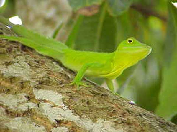 Tree Lizard