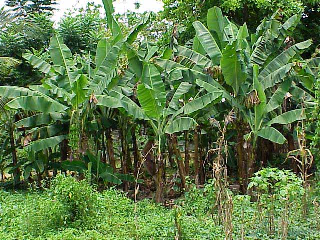 Summer Foliage