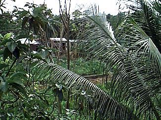 The Country around Negril, Jamaica