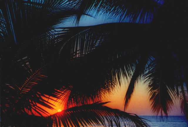 Palm Sunset