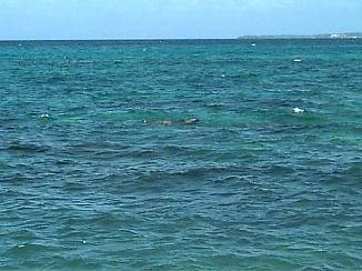 Beautiful Blue in Negril, Jamaica