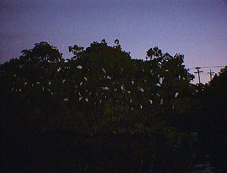 Bird Watching in Negril, Jamaica