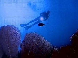 Marine Life Divers in Negril, Jamaica