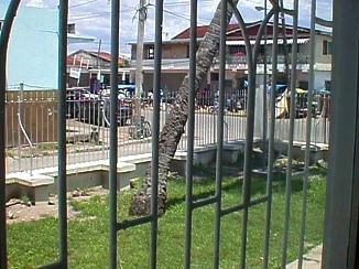 Things to see around Negril, Jamaica