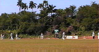 Cricket