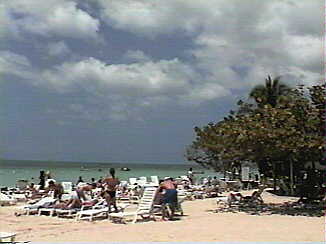 Tree House at Spring Break